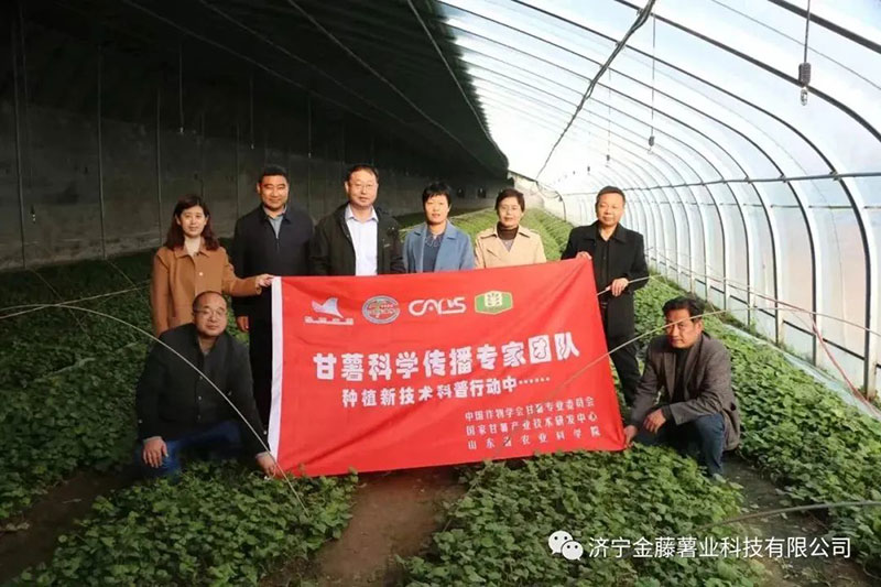 3月15日山東省農(nóng)業(yè)科學院副院長張立明院長，濟寧市農(nóng)科院國家甘薯體系專家黃成星主任到金藤公司指導生產(chǎn)