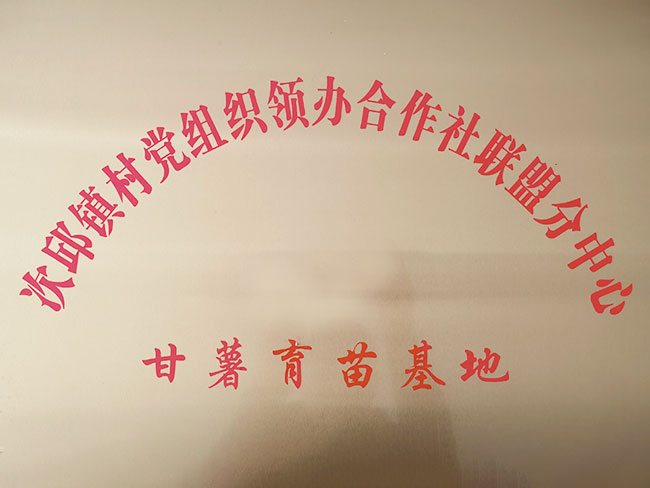 甘薯示范基地